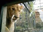 旭山動物園で長女が撮影。ガラス越しだけど、迫力満点！