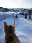 雪を眺めるネコ2